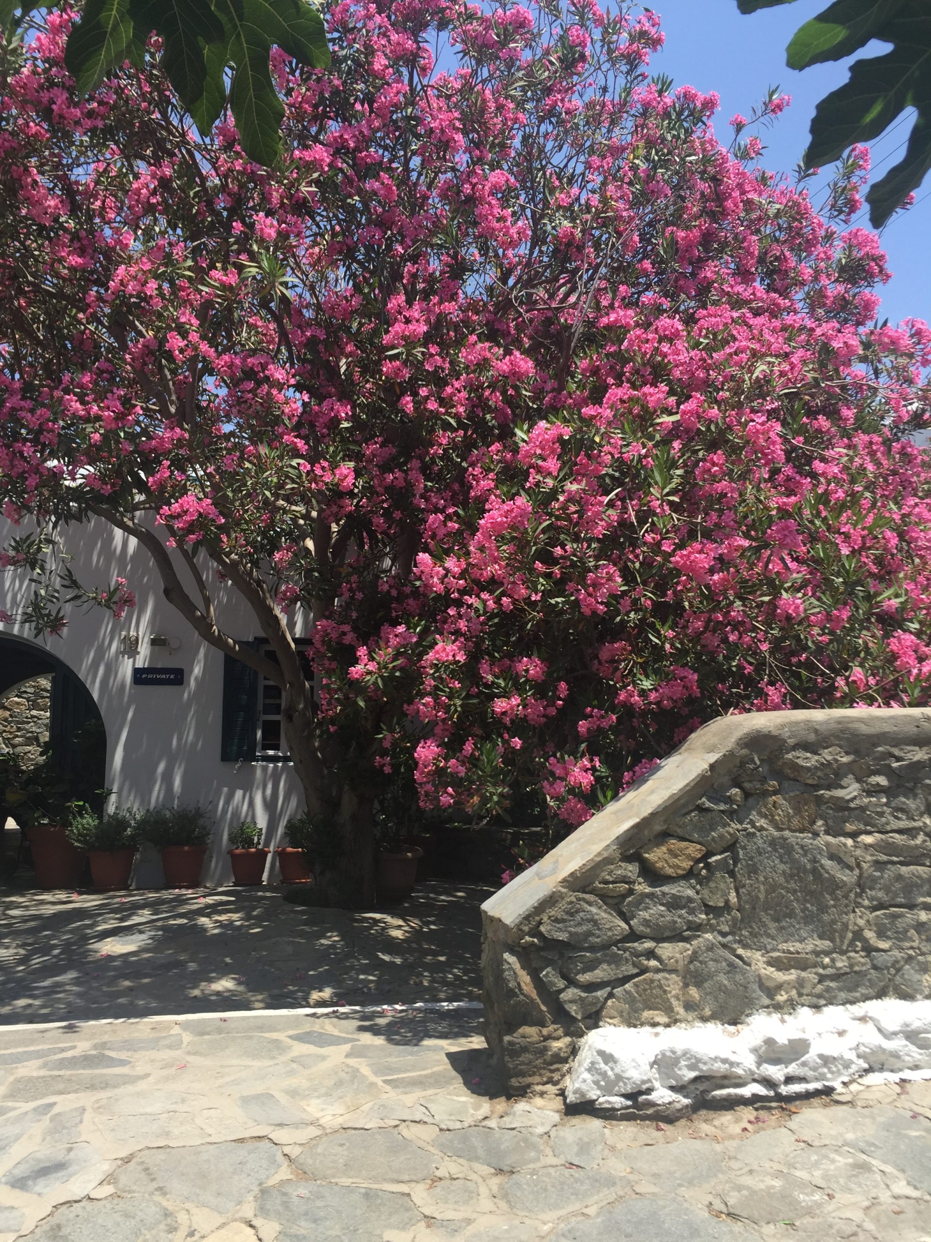 a tree with pinkish blossoms